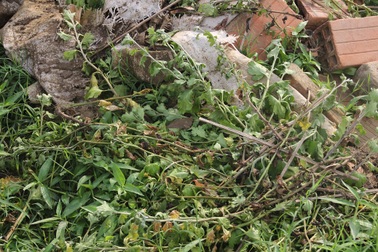 Bình Định: Cúc Tết bất ngờ đổ bệnh, chết yểu, dân “méo mặt”