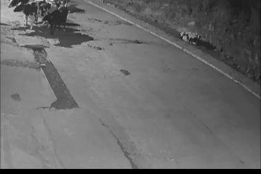 Đàn bò sữa hợp sức xua đuổi hổ xông vào nông trại