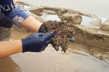Nam Định: Săn "lộc biển" bé tin hin, bám ở đá, kiếm nửa triệu/ngày