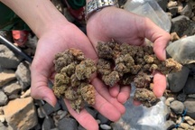 Hết thuốc lắc lại đến cần sa dạt vào bờ biển Quảng Ngãi