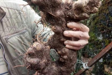 Sự thật củ tam thất gần 2kg khiến đại gia mất 100 triệu đồng