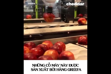 “Trái cây ngoại” được kiểm định toàn diện thế nào trước khi xuất bán?