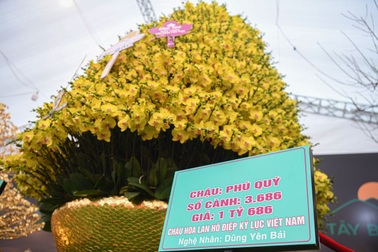 Chậu lan hồ điệp "khổng lồ", được hét giá hơn 1,6 tỷ đồng ở Hà Nội