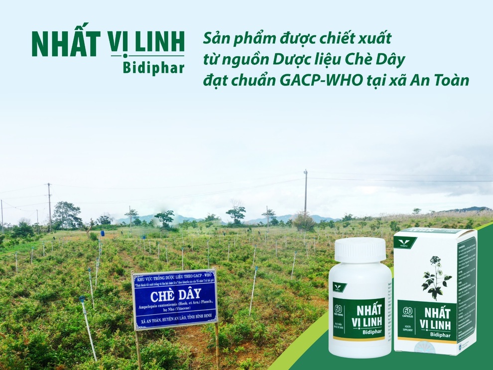 Bidiphar hỗ trợ sinh kế cho đồng bào Bana với cây dược liệu chè dây - 1 Bidiphar hỗ trợ sinh kế cho đồng bào Bana với cây dược liệu chè dây - 1