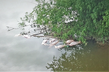 Hàng chục xác lợn phân hủy trôi nổi trên sông