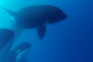 Phát hiện ra hình ảnh hiếm về loài cá voi sát thủ bí ẩn