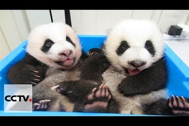 Cặp gấu trúc sinh đôi chào đời