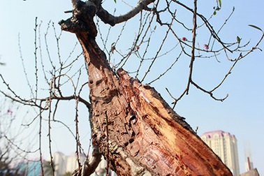 Chiêm ngưỡng vườn đào cổ... "hoá rồng" 