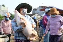 Độc đáo nghề... bồng heo thuê