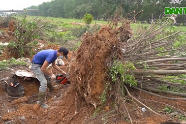 Di dời hàng trăm cây xanh, mở rộng đường gom Đại Lộ Thăng Long