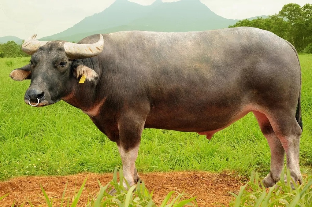 Bí ẩn hàng trăm nghìn tấn thịt trâu “biến mất” khi nhập vào Việt Nam - 2