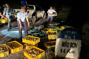 Công an Lạng Sơn bắt giữ gần 25.000 con gà giống không rõ nguồn gốc