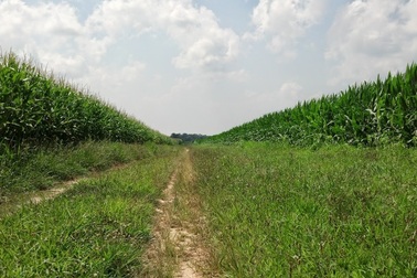 Song song nhiều phương thức canh tác nông nghiệp: Giải pháp cho vấn đề an ninh lương thực!