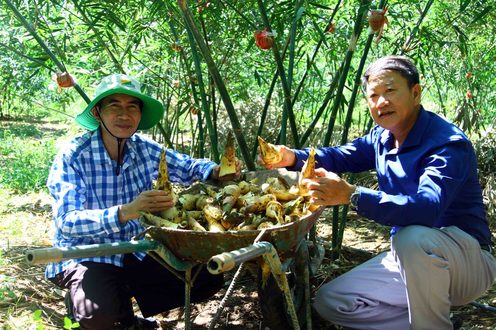 Táo bạo chặt bỏ cây vàng trắng để trồng tre, nữ nông dân thành tỷ phú - 3