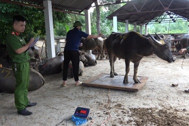 Tạm giữ 2 người đàn ông vận chuyển trái phép 120 con trâu qua Trung Quốc