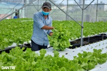 Trồng rau thủy canh theo kiểu Malaysia, 8X kiếm 20 triệu mỗi tháng