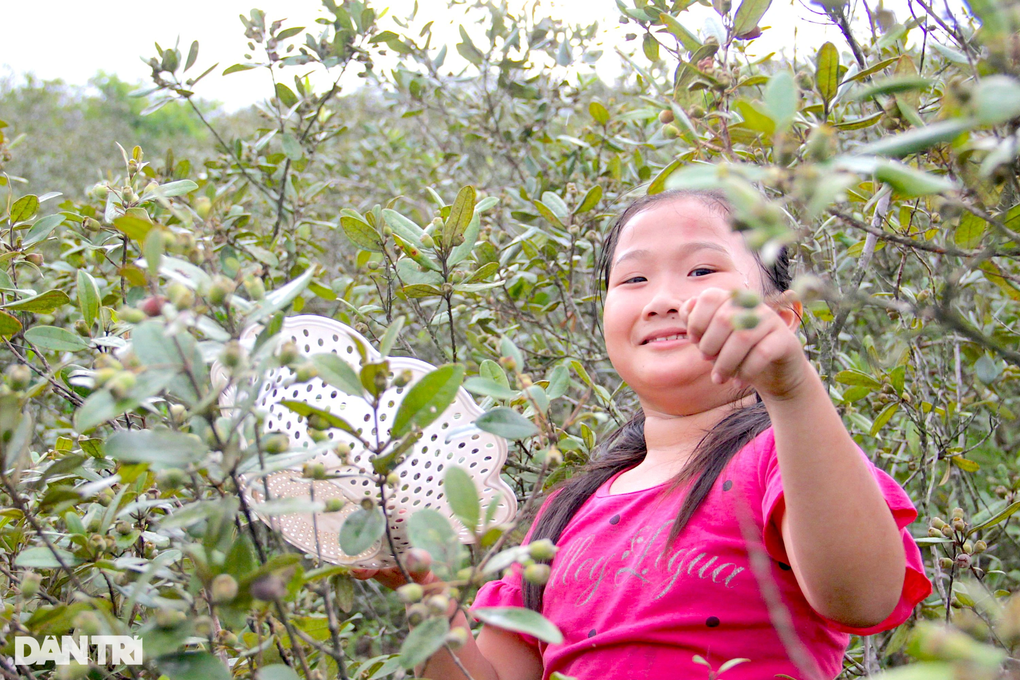 Thứ lộc trời màu tím lịm mang lại tiền triệu mỗi ngày cho nhà nông - 5 Thứ lộc trời màu tím lịm mang lại tiền triệu mỗi ngày cho nhà nông - 5