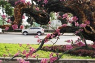 Ngắm cây đào thế bằng đá quý giá bạc tỷ ở Hà Nội