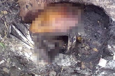 Truy bắt hung thủ giết người đốt xác phi tang