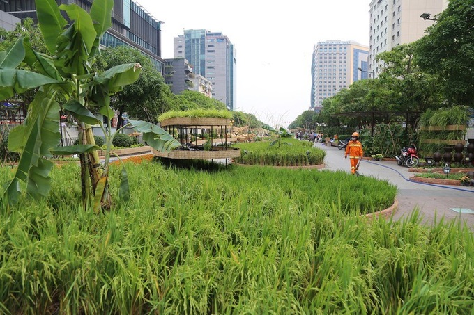 Cánh đồng lúa từng xuất hiện trên đường hoa nhiều lần, năm nay được bài trí uốn lượn như dải lụa với độ cao đến 2m.

