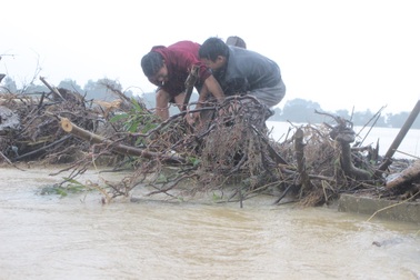 Người dân liều mình vớt củi trong nước lũ chảy xiết