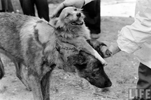 5 nhà bác học "điên rồ" nhất mọi thời đại và những thí nghiệm khủng khiếp