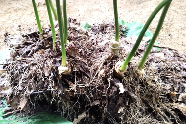 Cây sâm Ngọc Linh được rao bán gần 800 triệu đồng: Tiết lộ từ chủ cây