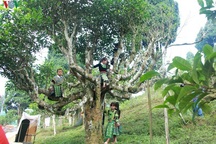 Cảnh báo cho người nước ngoài thuê cây chè cổ thụ ở Hà Giang