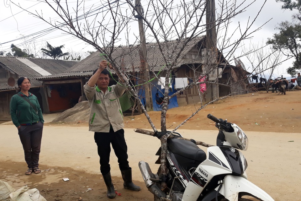 Đổ xô lên săn đào đá giá hàng chục triệu ở vùng biên Nghệ An - 2 Đổ xô lên săn đào đá giá hàng chục triệu ở vùng biên Nghệ An - 2