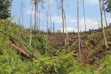 Hơn 10 nghìn héc ta rừng giao khoán bị xâm chiếm