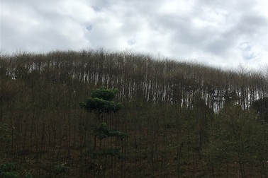 Sâu xanh tàn phá gần 100 ha rừng bồ đề