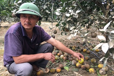 Ứa nước mắt nhìn thảm cảnh trang trại đầu tư hàng chục tỷ bị lũ nhấn chìm