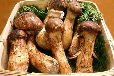 Những loại nấm quý hiếm và đắt đỏ nhất thế giới