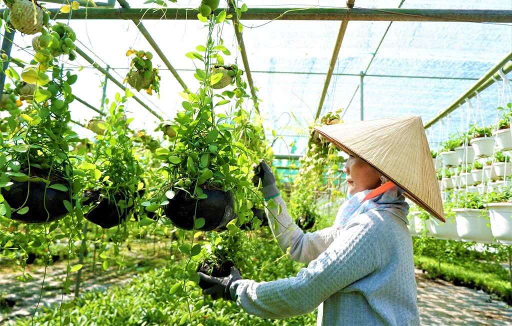 Chuyện về nữ nông dân tỷ phú làm giàu từ cây cảnh treo - 7