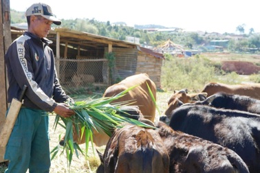 Vốn chính sách hỗ trợ đồng bào dân tộc thiểu số thoát nghèo