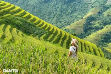 Ngắm mùa vàng bình yên ở Hoàng Su Phì, không lo tắc đường, chen chúc
