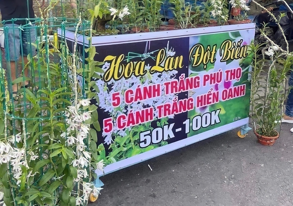 Lan đột biến được rao đại hạ giá 50.000 đồng? - 1