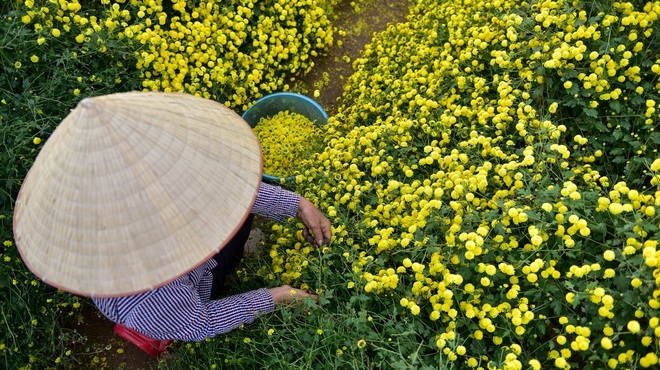 Ngắm cánh đồng cúc tiến vua vàng ruộm mộng mơ tại Nghĩa Trai, Hưng Yên - 8 Ngắm cánh đồng cúc tiến vua vàng ruộm mộng mơ tại Nghĩa Trai, Hưng Yên - 8