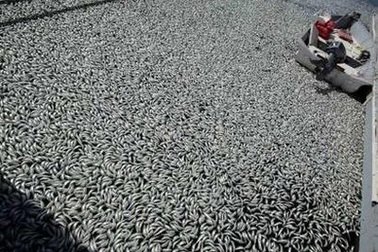 Cá chết trắng tại bến cảng California