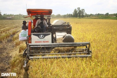 Niềm vui giá lúa