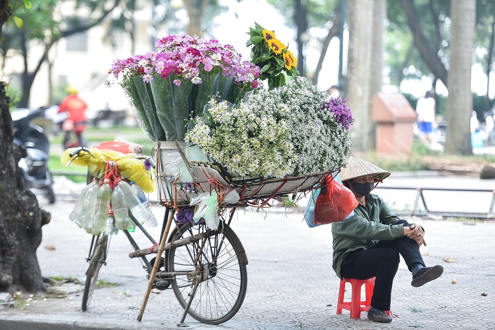 Cúc họa mi đầu mùa: Dân buôn hét giá cả trăm ngàn một bó vẫn cháy hàng - 1 Cúc họa mi đầu mùa: Dân buôn hét giá cả trăm ngàn một bó vẫn cháy hàng - 1