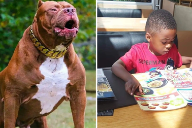 Nam Phi: Thầy cô đau xót khi nam sinh 8 tuổi bị chó pitbull cắn chết