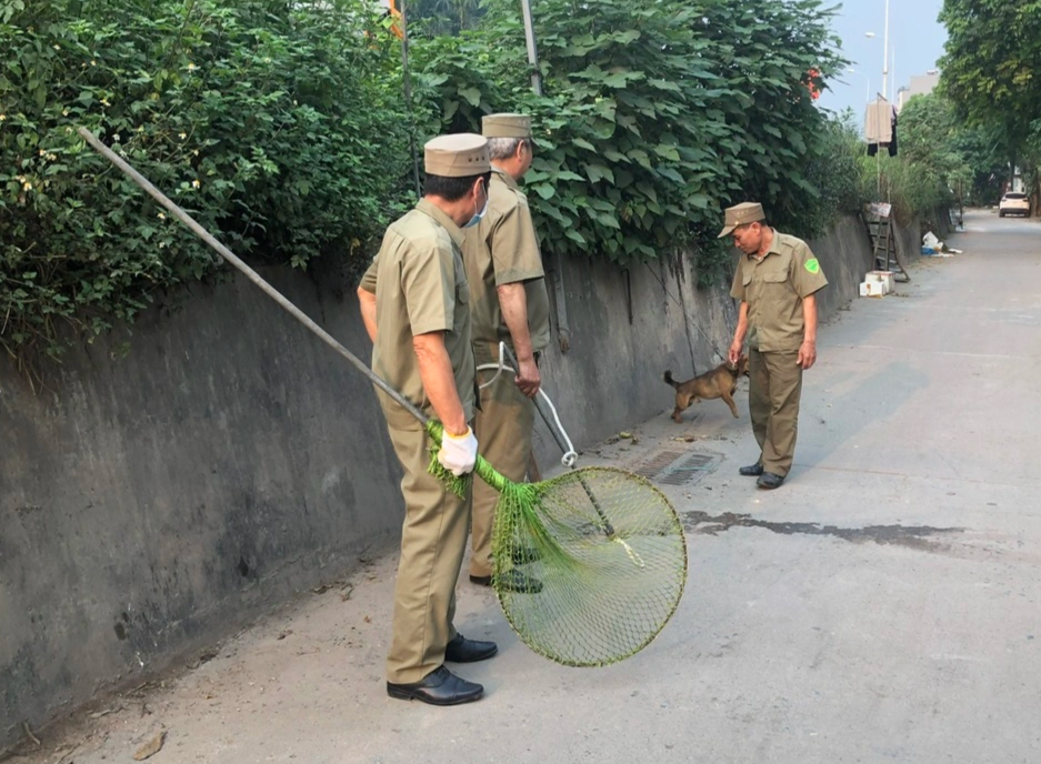 Hà Nội ra quân bắt chó thả rông - 1