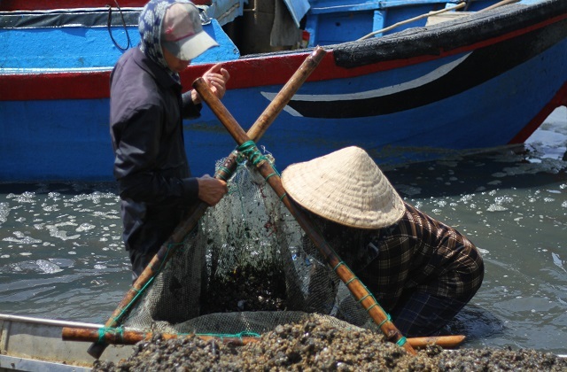 Bình Định: Mưu sinh nghề cào phễnh, vẹm ven đầm Thị Nại - 4 Bình Định: Mưu sinh nghề cào phễnh, vẹm ven đầm Thị Nại - 4