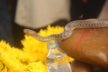 "Rắn thần" trên mộ người ăn xin chỉ là... rắn nước