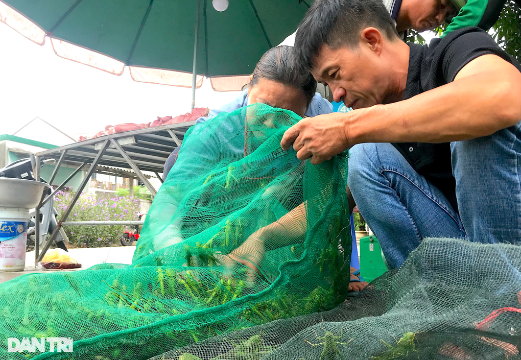 Chợ tôm bay hàng tuyển, ngoại cỡ ở ngoại ô - 3 Chợ tôm bay hàng tuyển, ngoại cỡ ở ngoại ô - 3