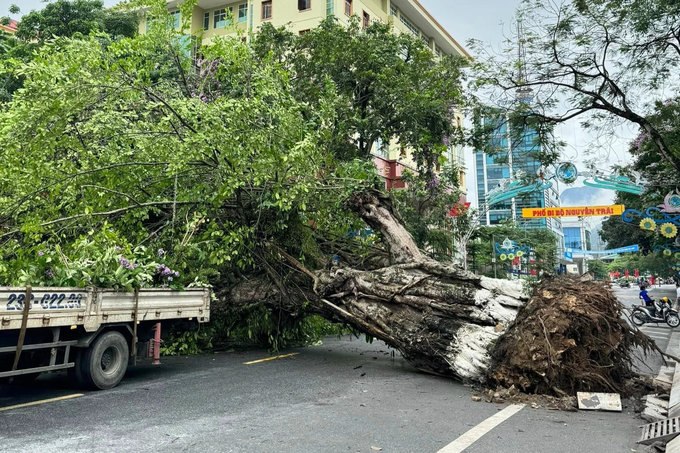 Phượt thủ tiếc nuối chia sẻ ảnh cây đa trăm tuổi bị đổ ở cột mốc số 0 - 2