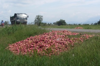 Thanh long đổ đầy đường