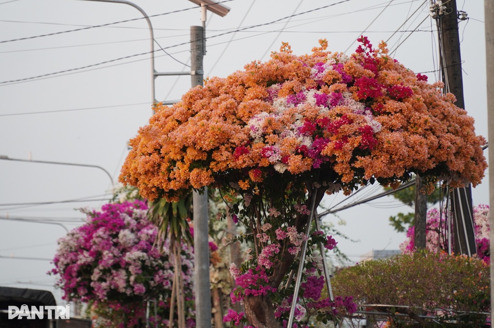 Chủ vườn hoa giấy sốc khi cả mùa Tết không ai hỏi mua - 4 Chủ vườn hoa giấy sốc khi cả mùa Tết không ai hỏi mua - 4
