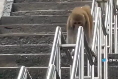 Bật cười với khoảnh khắc đàn khỉ chơi cầu tuột